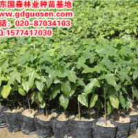 澳洲火焰木—澳洲火焰木种苗_澳洲火焰木小苗