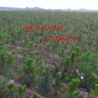 供应50油松60油松70油松80油松90油松