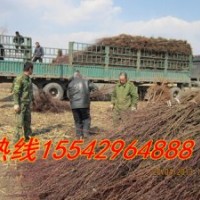 山丁子苗，樱桃苗，樱桃种子，臭李子苗