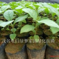 供应“万木之王”柚木,胭脂树,紫柚木,脂树小苗