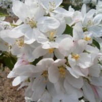 出售大中小海棠树