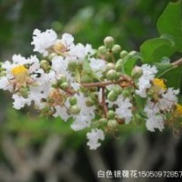 白色银薇苗批发开白花的银薇树苗也叫猴刺脱树苗无皮树苗