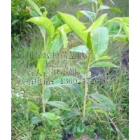 常年供应土沉香绿化小苗