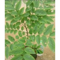 常年供应黄花梨绿化苗