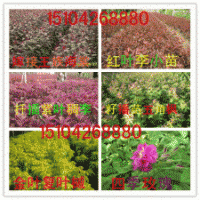【金叶复叶槭繁育基地】