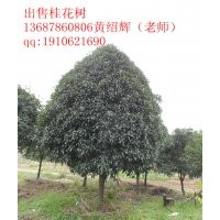 广西桂林15cm桂花树精品出售