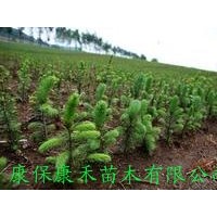 供应一年生云杉小苗10cm 冠幅0.5-0.8cm