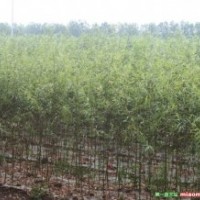 长期大量供应速生竹柳树苗3.5-4米（可带根或带土球）