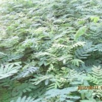 供小苗速生国槐，速生白蜡，垂柳，法桐，合欢，臭椿，黄柳
