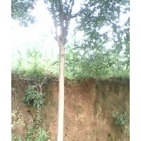 国槐小苗，原生国槐，柳树，侧柏，白皮松，油松，华山松