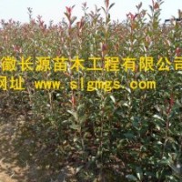 独杆红叶石楠小苗批发基地 长期供应