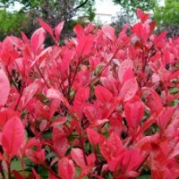 供应：红叶石楠，杜鹃，桂花，栀子花，迎春花，月季等彩篱、花篱