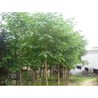 毛白杨哪里有中信苗木合作社