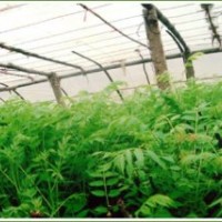 供应香椿苗，花椒苗，侧柏苗，龙柏苗，北海道黄杨