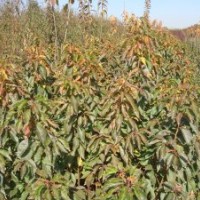 樱占王|樱占王价格|泰安樱占王