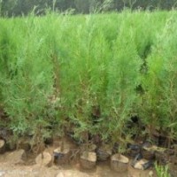 1-3年白皮松 油松 华山松 侧柏【营养杯】