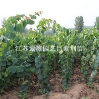 巨紫荆苗园林中高大乔木巨紫荆树苗巨紫荆花苗北方耐寒观花乔木