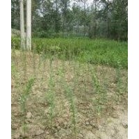 紫薇苗批发当年紫薇苗1米高紫薇苗紫薇苗经销商