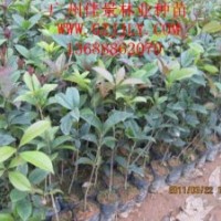 买桂花树苗桂花种苗桂花种子到广州佳景林业种苗苗圃