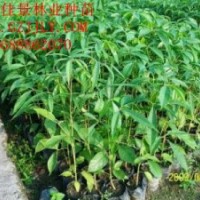 买红花木棉树苗红花木棉种苗红花木棉种子到广州佳景苗圃