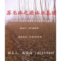 2014年杨树苗价格