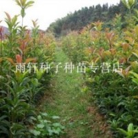 朱砂桂小苗80-120厘米高低价批发出售