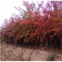 专供五角枫，苹果树，国槐等