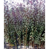 红枫、鸡爪槭、樱花、西府海棠、青枫、红叶李、红花紫薇