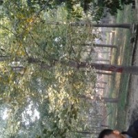 山东郯城县恒通园林常年供应5-80公分银杏，嫁接树、实生树等