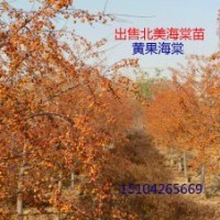 123苹果苗、寒富苹树苗、北美海棠苗