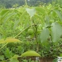 长期供应各类种苗.绿化苗木