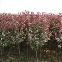 红叶李紫叶李海棠苗大量提供