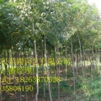 供应山东泰安白蜡 0.5-3公分