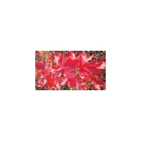 山东红点红枫 红点红枫价格优惠 红点苗价格 红点扦插苗