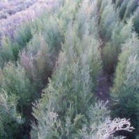 侧柏，油松容器袋，白皮松， 国槐苗，冬青