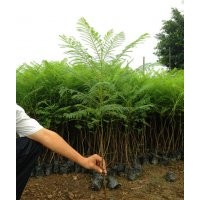 四川蓝花楹苗，成都蓝花楹苗，蓝花楹苗价格