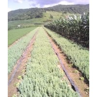 出售樟子松云杉红松黑松落叶松