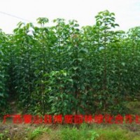 广西蒙山博展园林供应秋枫