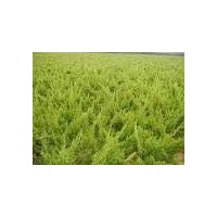 绿化苗木小龙柏