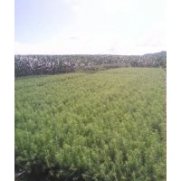 出售云杉云杉苗 樟子松 红松 黑松