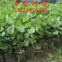 宫粉紫荆优质绿化种苗大量低货价出售提供专业培育技术欢迎询价