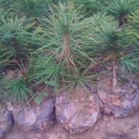 低价出售山西油松白皮松【营养杯白皮松】