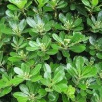 山西苗圃冬青苗 冬青苗价格 冬青苗图片