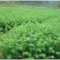 各种江西绿化苗木 红豆杉 紫薇 造林苗杉苗 湿地松