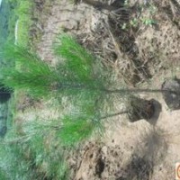 山西白皮松低价供应白皮松哪里便宜运城白皮松