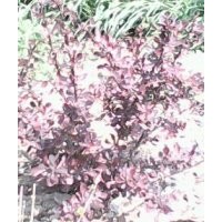 红叶小檗球,红叶小檗,从生紫荆