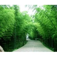 竹子，黄杨，女贞