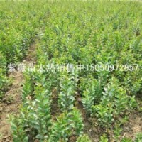 宿迁最专业苗木基地批发紫薇苗赤薇苗银薇苗木兰花苗