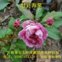 绿化和果树小苗接芽和小苗 海棠