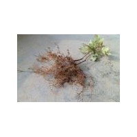 美国秋火焰扦插苗